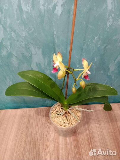 Орхидея фаленопсис Попугай