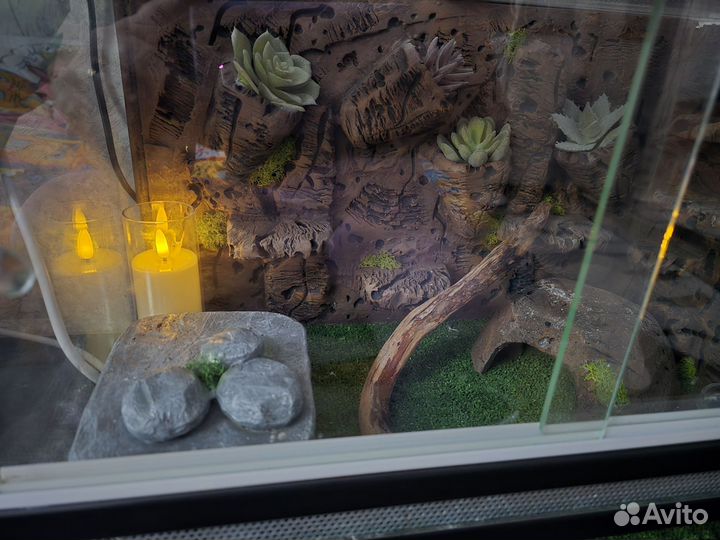 Террариум вместе с эублефаром