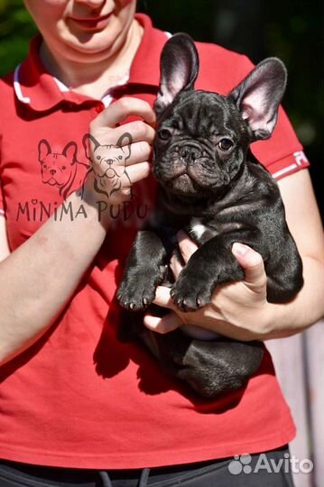 Ваша миникопия