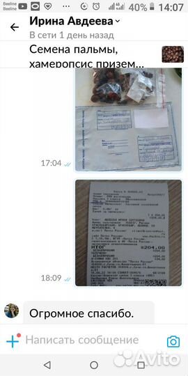 Семена пальмы, хамеропсис приземистый