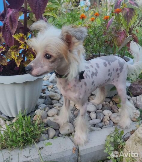 Китайская хохлатая