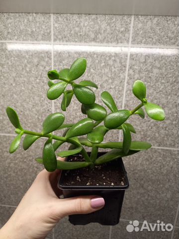 Денежное дерево толстянка