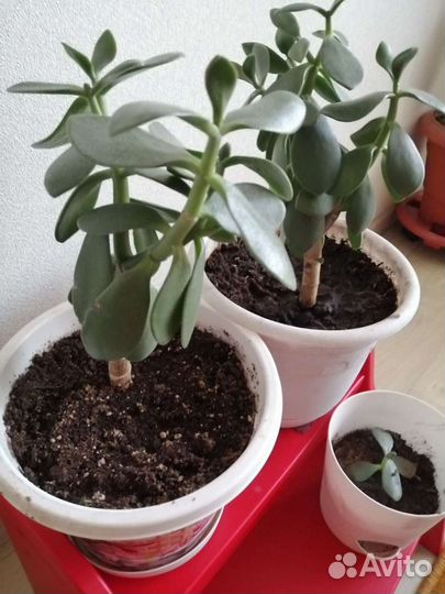 Толстянка цветы