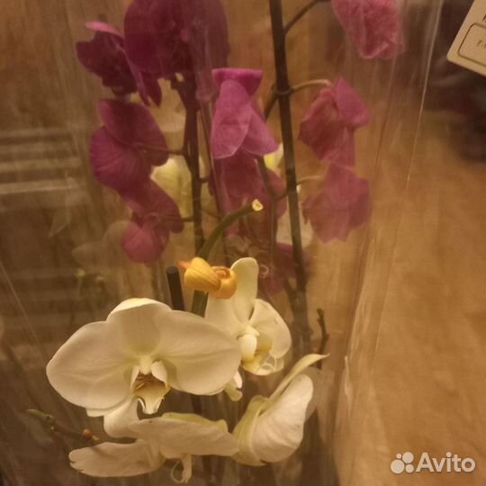 Бронь.Орхидея фаленопсис