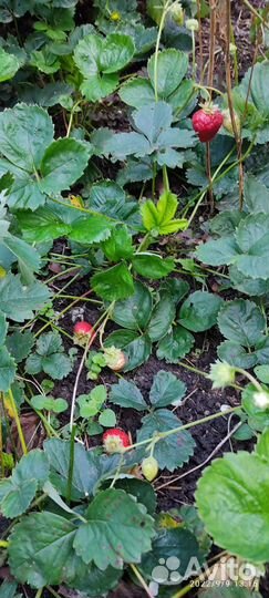 Саженцы земляники клубники