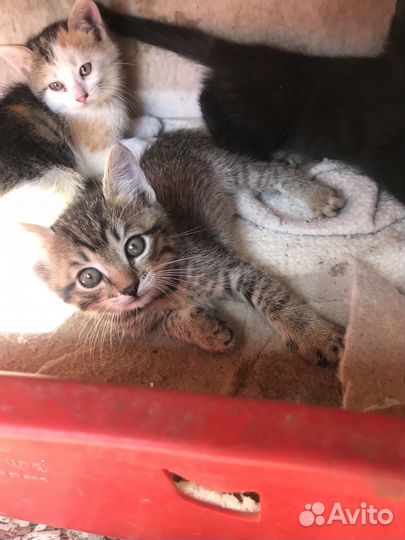 Котята 2 месяца