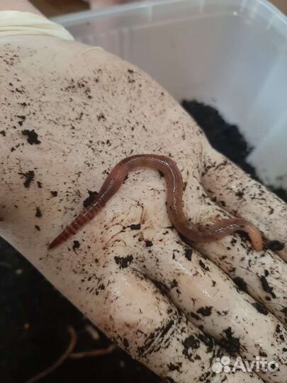 Отважные черви для рыбалки Дендробена Венета