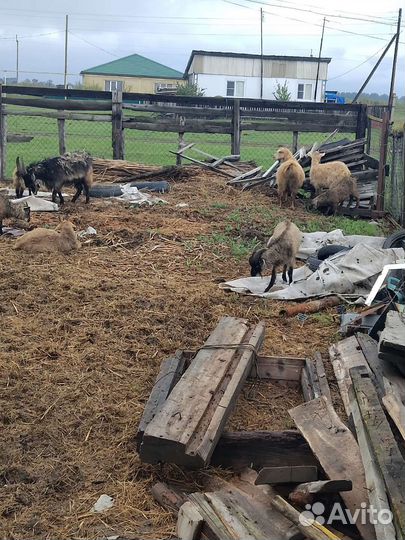 Продаются козы с козлятами