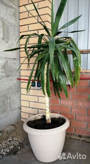 Пальма юкка