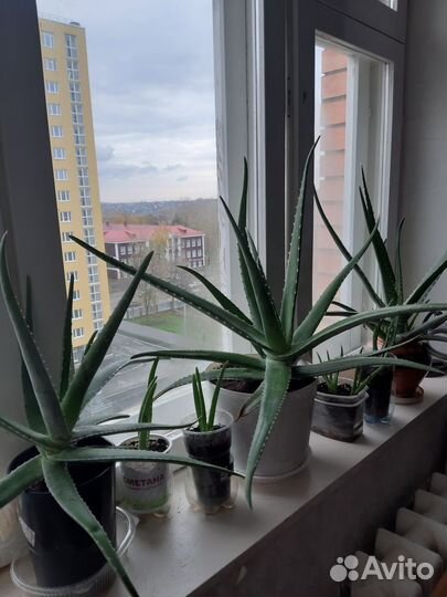 Алоэ вера
