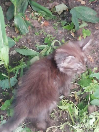 Котенок мальчик шотландец 2 мес