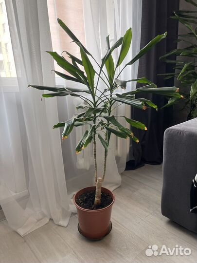 Драцена юкка слоновая