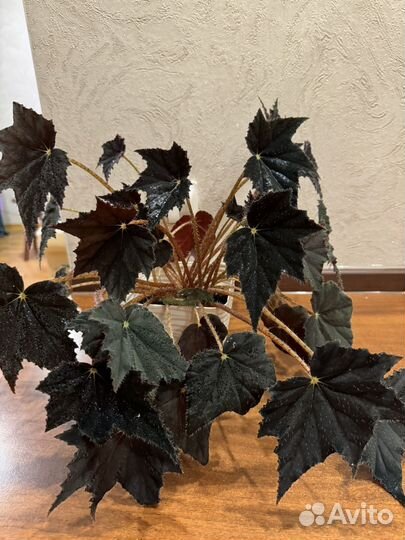 Бегония тигровая