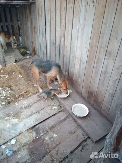 Щенок русской гончей