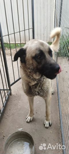 Турецкий кангал