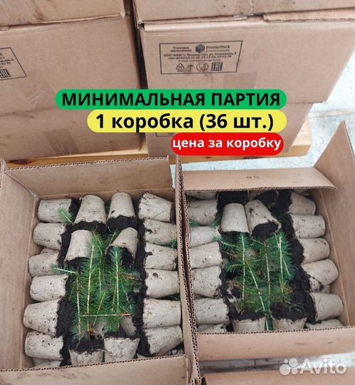 Саженцы сосны обыкновенной зкс