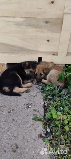 Щенки бесплатно