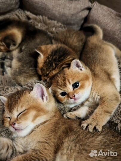 Шотландские котята