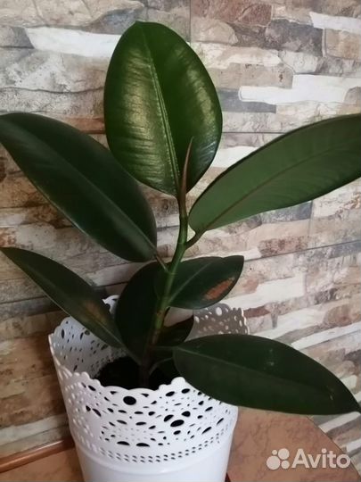 Продам фикус