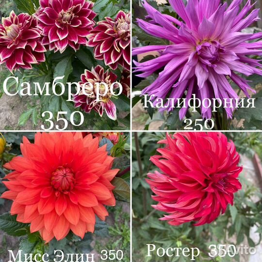 Георгины букеты