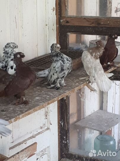 Продажа голубей Ейские двух чубые