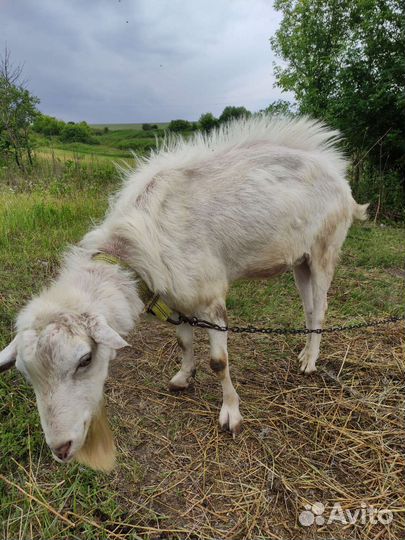 Козел зааненский
