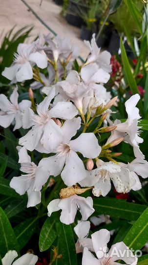 Камелия и Олеандры различные, в горшках