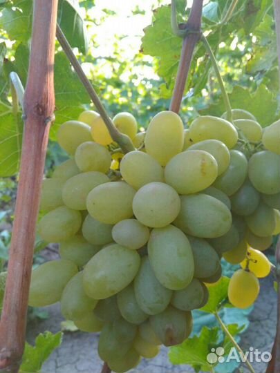 Черенки винограда