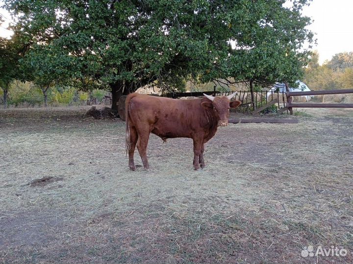 Телята бычки