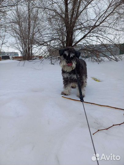 Выгул, передержка собак