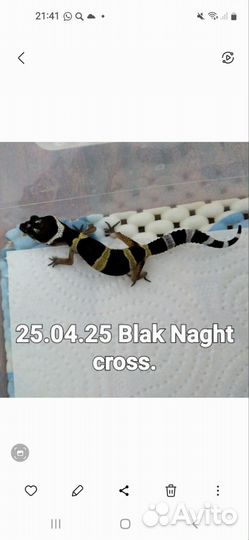 MS Black Night 50%