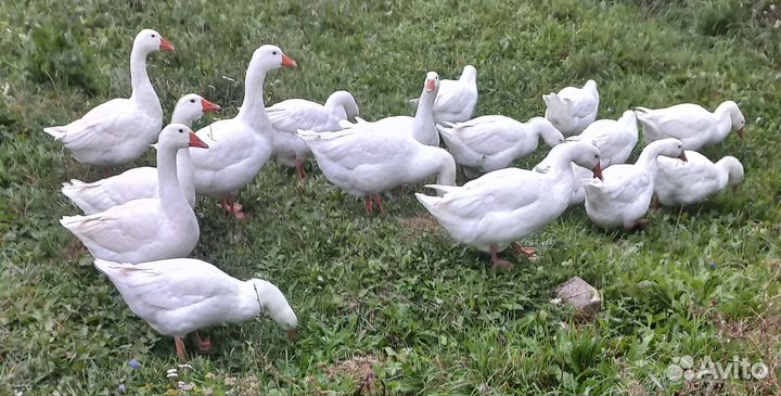 Продам гусей