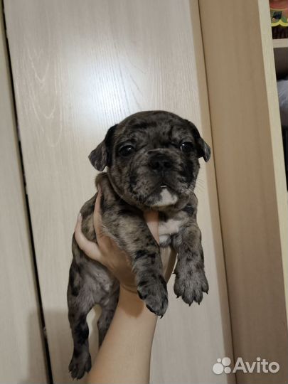 Французский бульдог