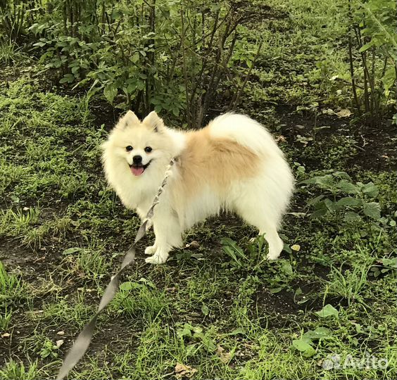 Вязка малый немецкий шпиц Бесплатно