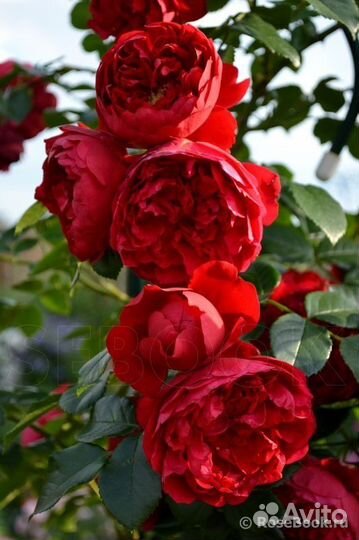 Роза плетистая Флорентина