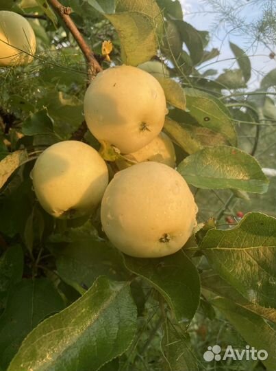 Черенки яблони и груши для прививки