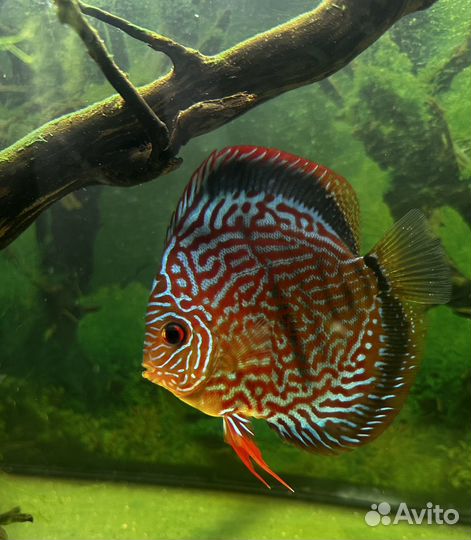 Пара дискусы