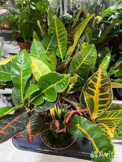 Кодиеум кротон /овал / дуб /санни стар