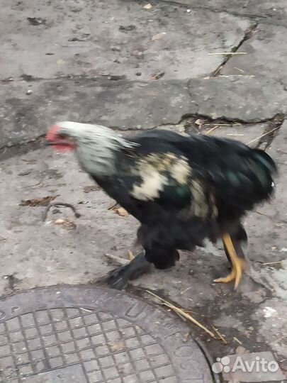 Куры и петухи