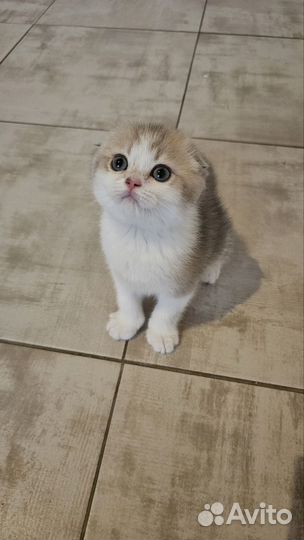 Шотландский вислоухий котенок