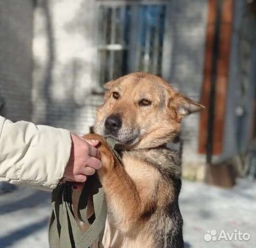 Собачка ищет дом