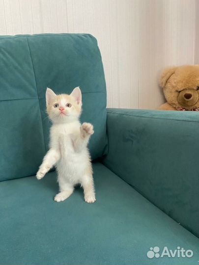 Кошка в дар бесплатно