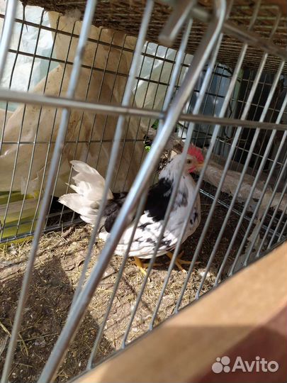 Петушок леггорн далматинец