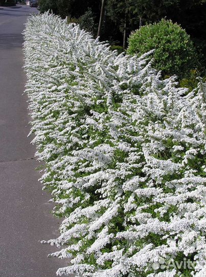 Спирея серая