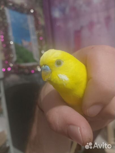 Волнистый попугай ручной