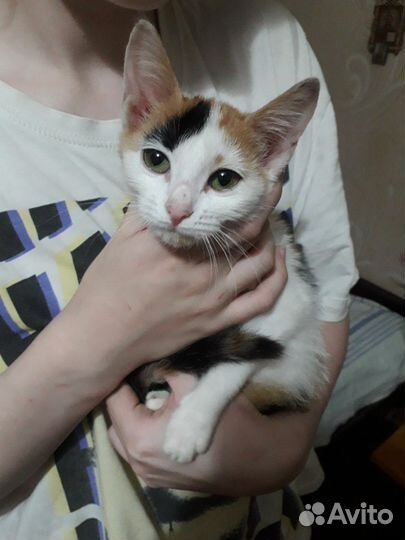 Котятки девочки