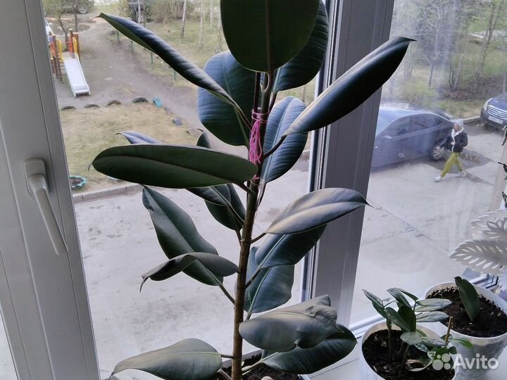 Фикус каучуконосный большой 1год