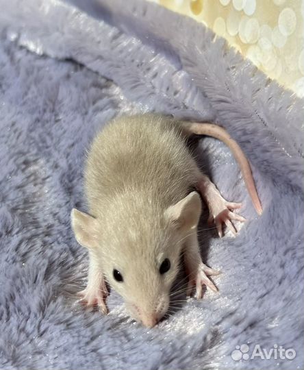 Крысята Дамбо, редкие окрасы