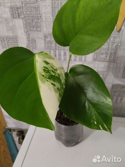 Монстера Альба