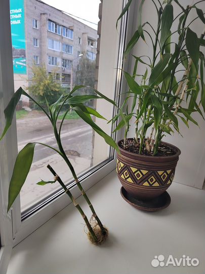 Фиалки, фикус, алоэ